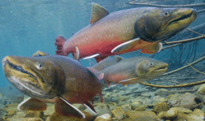 bull trout
