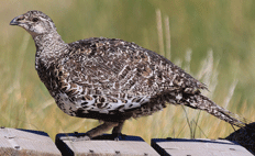 Greater Sage-Grouse