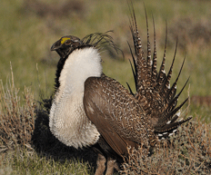 Sage-Grouse USFWS