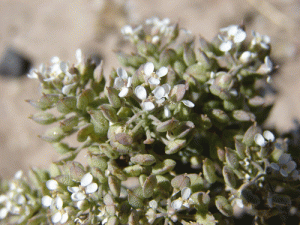 Slickspot Peppergrass