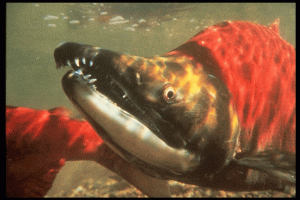 Sockeye