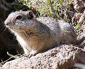 squirrels