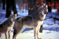 wolves