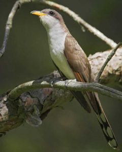 A rare bird with yellow beak, white breast feathers, light tan body with rust coloration on the wings, and distinct black and white spots under the tail sits on a branch.