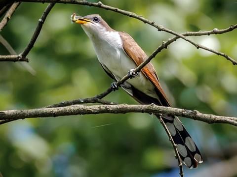 Cuckoo