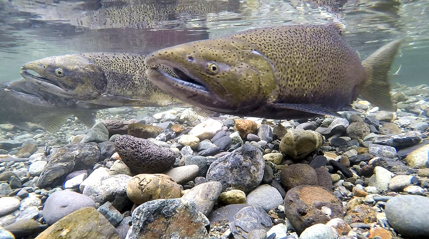 Fall Run Chinook