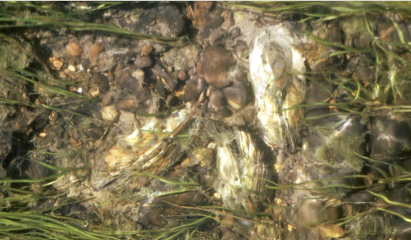 mussels